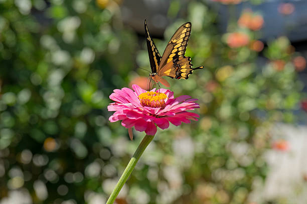 Yellow Butterfly Landing on a Zinnia stock photo