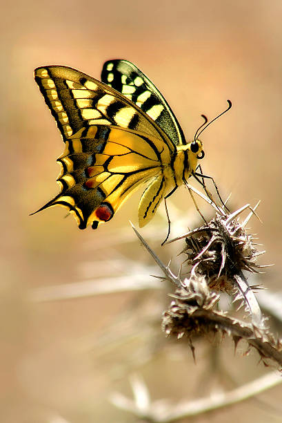 Spotted colorful butterfly sitting on the thorn. Closeup vertical oriented image of spotted colorful butterfly sitting on the thorn. thorn bush stock pictures, royalty-free photos & images