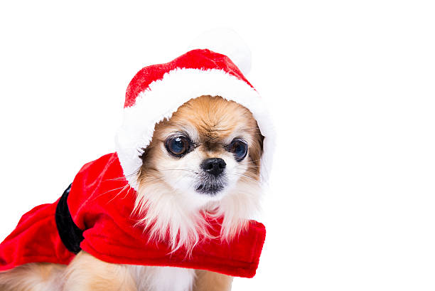 Natal Chiwawa Cão vestida como santa claus - fotografia de stock