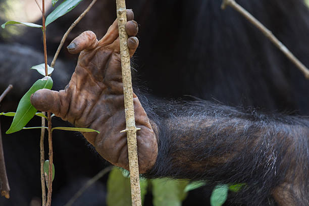 Chimpanzee foot stock photo