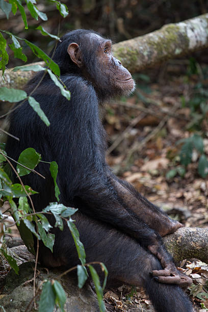 istock Chimpanzee seated in forest habitat 455661617