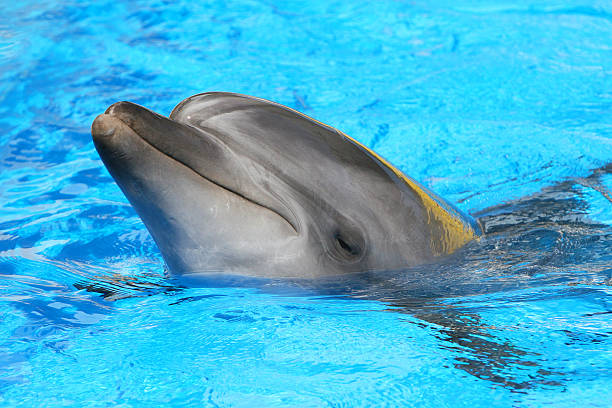 istock dolphin swimming in the pool 455661993