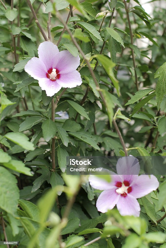 Beautiful Hibiscus A very lovely flowers on the green leaves Beauty Stock Photo