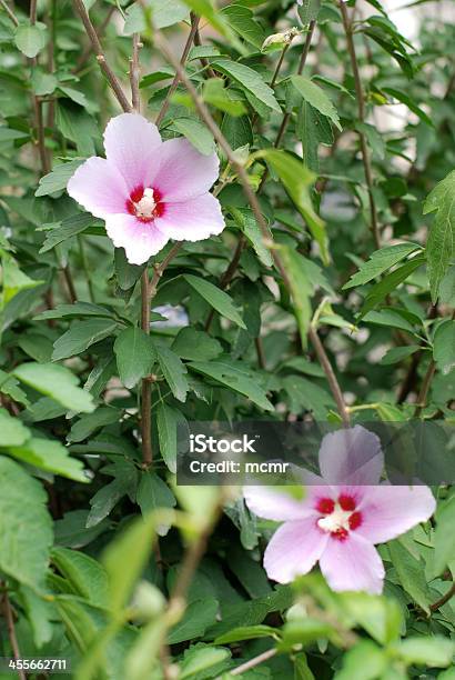 Beautiful Hibiscus Stock Photo - Download Image Now - Beauty, Biology, Bright
