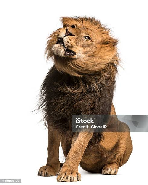 Lion Sitzend Schütteln Panthera Leo 10 Jahre Alt Isoliert Stockfoto und mehr Bilder von Einzelnes Tier