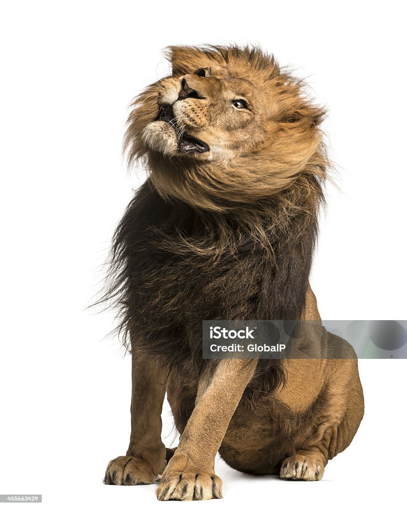 Leão sentado, apertar, Panthera Leo, 10 anos, isolada - Foto de stock de Animais Machos royalty-free