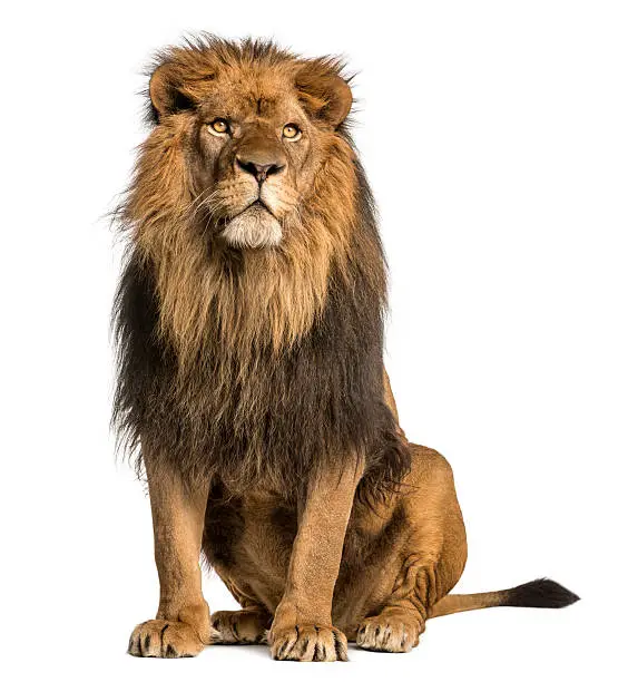 Photo of Lion sitting, looking away, Panthera Leo, 10 years old, isolated