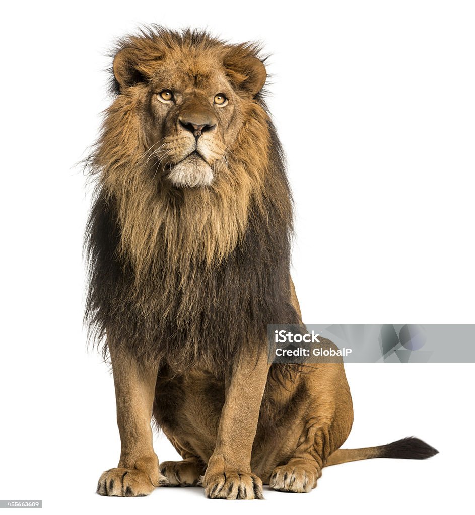 Lion siedzi, patrząc od hotelu, Panthera Leo, 10 lat, puste - Zbiór zdjęć royalty-free (Lew - Wielki kot)