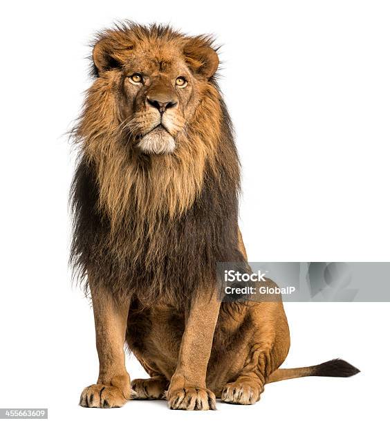 Lion Siedzi Patrząc Od Hotelu Panthera Leo 10 Lat Puste - zdjęcia stockowe i więcej obrazów Lew - Wielki kot