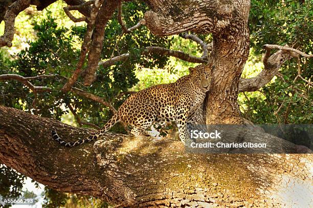 Leopard La Cocina De Sri Lanka Foto de stock y más banco de imágenes de Animal
