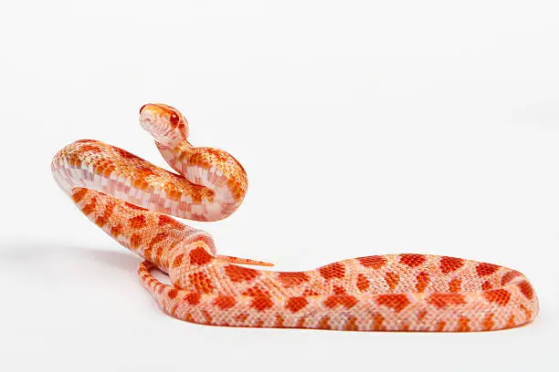 snake.elaphe guttata.young boa constrictor on a white background.
