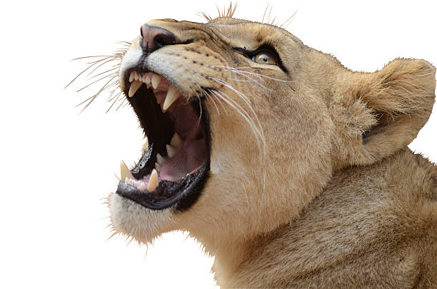 istock Portrait of a lion head 455666945