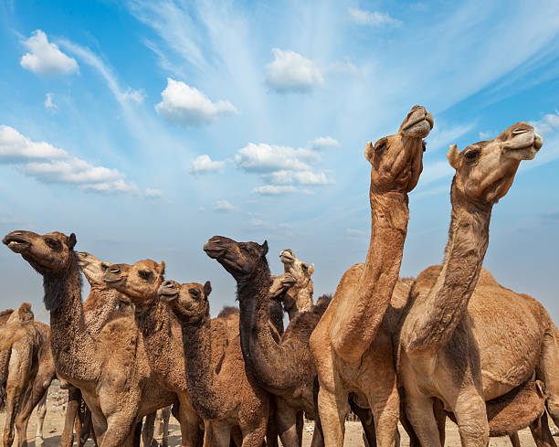 istock Camels at Pushkar Mela (Pushkar Camel Fair),  India 455672109