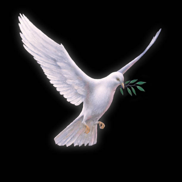 istock White Dove with Olive Branch - black backround 455676311