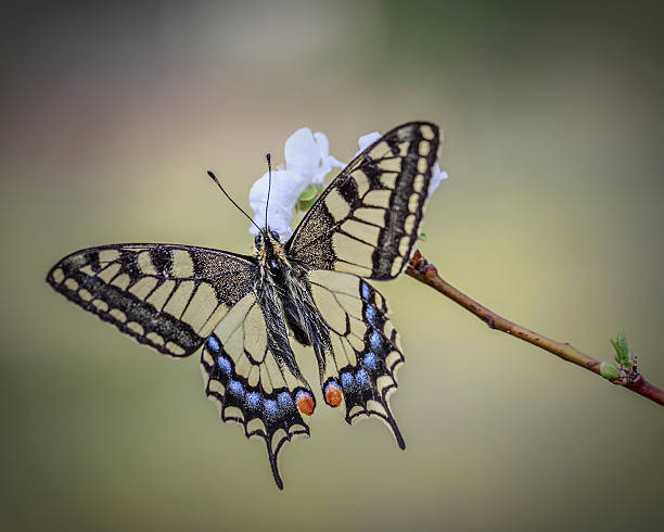 machaon buttefly - lime butterfly fotografías e imágenes de stock