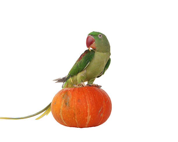 istock Big green ringed or Alexandrine parrot on white background 455682279