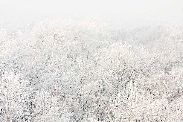istock Frosted trees against a blue sky on sunny morning. 455683721
