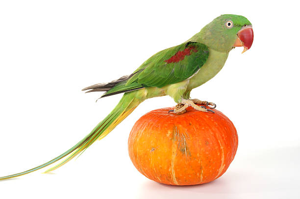 istock Big green ringed or Alexandrine parrot on white background 455684013
