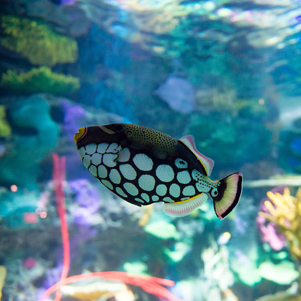 istock Scenes of the coral reef 455685341