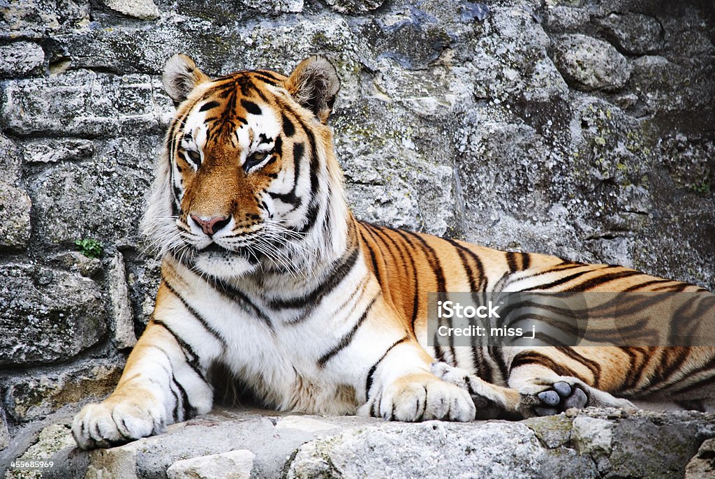 Tiger - 로열티 프리 고양잇과 스톡 사진