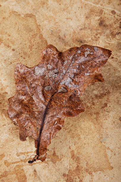 istock Dry oak sheet against an old paper 455686075
