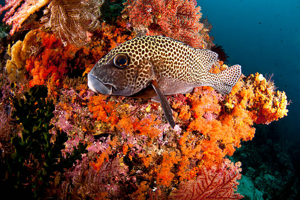 Fish in the tropical sea on soft corals stock photo