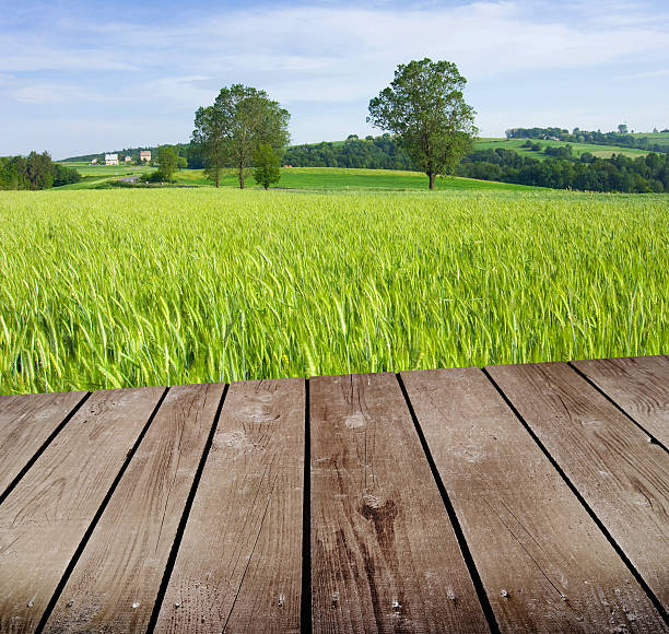 istock Early morning over the fields of grain 455699997
