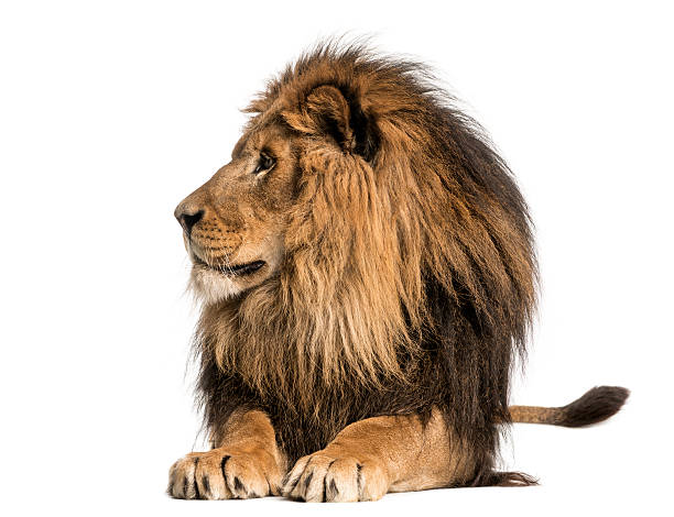 istock Lion lying, looking away, Panthera Leo, 10 years old, isolated 455700019