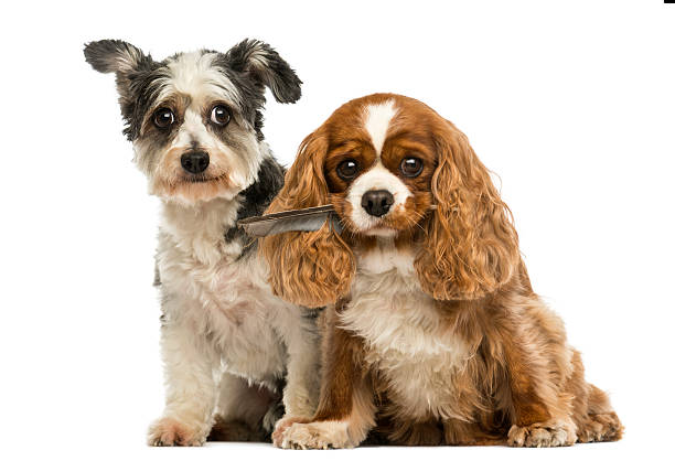 Cavalier King Charles Spaniel nd Crossbreed dog sitting