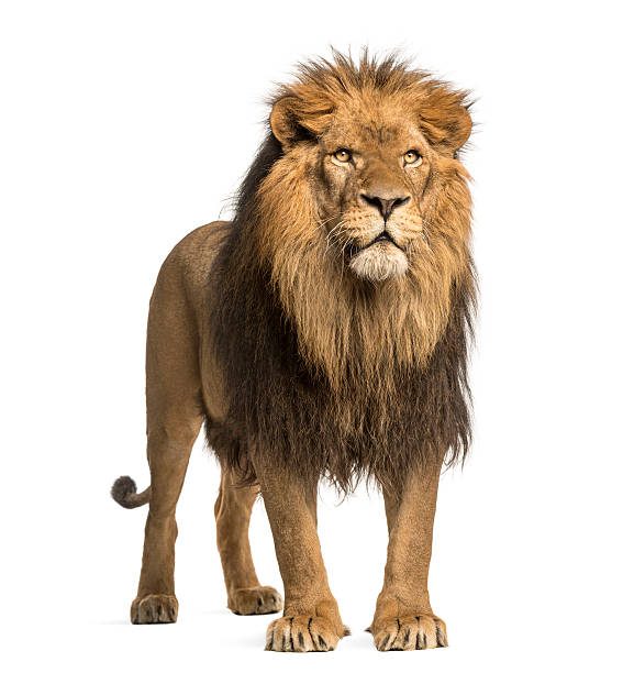 istock Lion standing, Panthera Leo, 10 years old, isolated on white 455700809