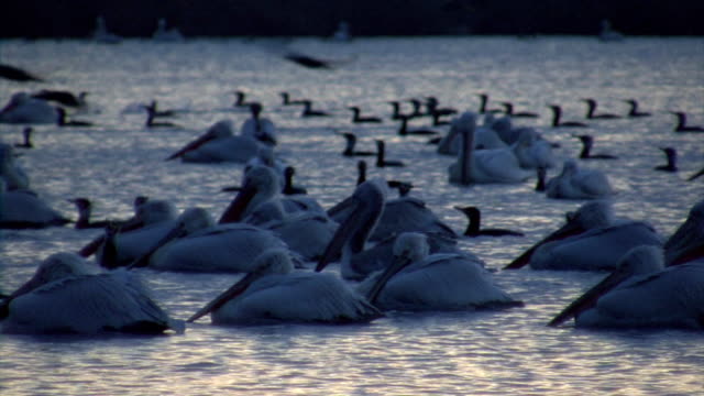 Flock of pelicans fishing in the lake in sunrise time
