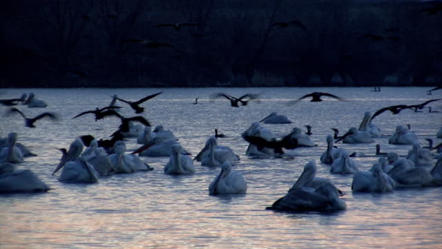 Flock of pelicans fishing in the lake in sunrise time