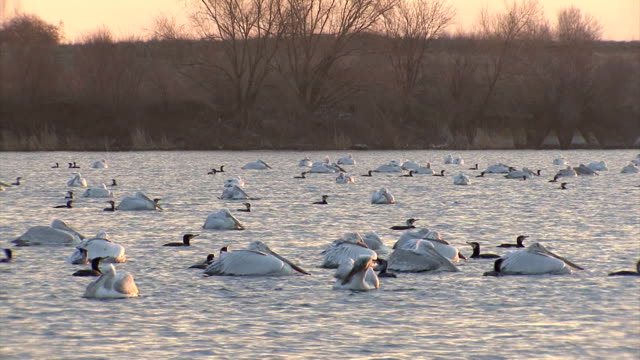 Flock of pelicans fishing in the lake in sunrise time