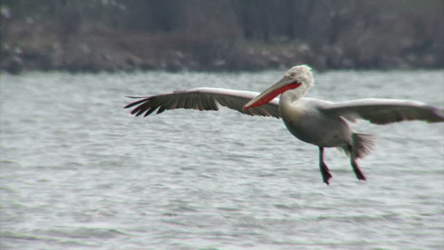 Flock of flying Dalmatian pelicans fishing in the lake