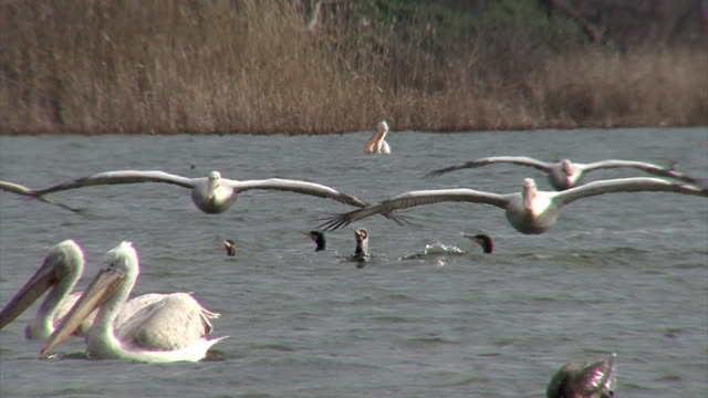 Flock of flying Dalmatian pelicans fishing in the lake