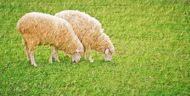 sheep in green field farm stock photo