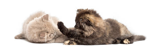 Two Highland fold kittens playing together, isolated on white