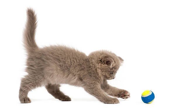 istock Side view of an Highland fold kitten playing with ball 455765881