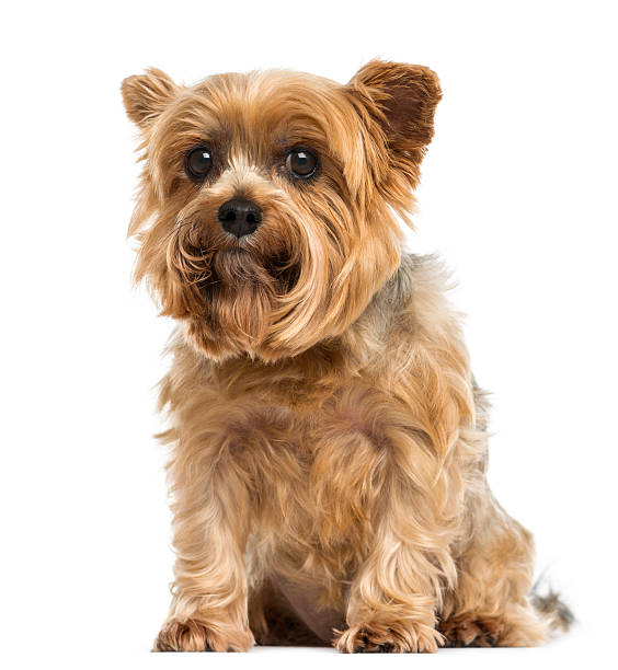 istock Yorkshire terrier sitting, looking at the camera, 6 years old 455766711