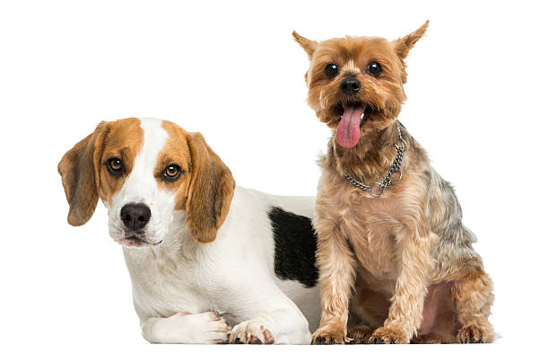 istock Yorkshire Terrier and Beagle puppy next to each other, isolated 455766967