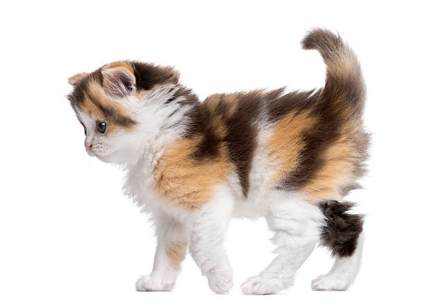 istock Side view of a Highland straight kitten walking, alert, isolated 455770165