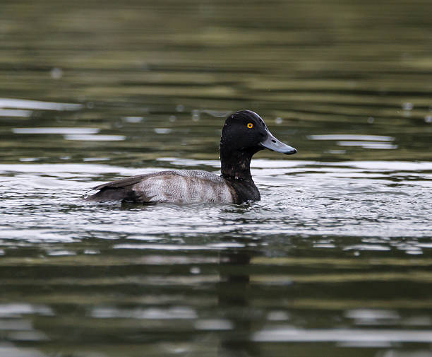 Greate Scaup Swimming Greate Scaup is Swimming in the River greater scaup stock pictures, royalty-free photos & images