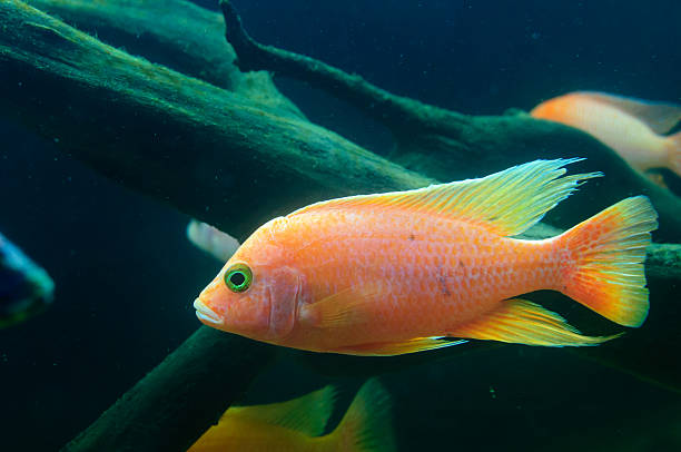 cyphotilapia frontosa - cyphotilapia frontosa photos et images de collection