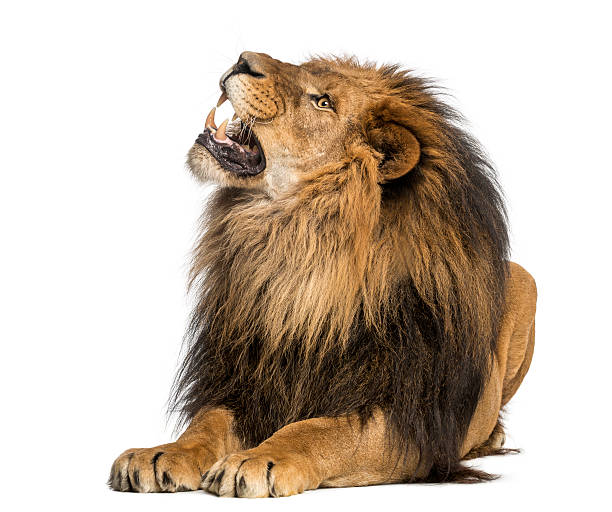 istock Lion lying, roaring, Panthera Leo, 10 years old, isolated 455773401