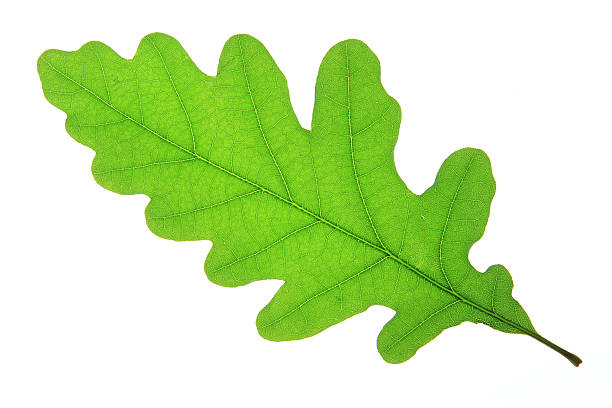 Oak leaf (Quercus robur) stock photo