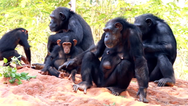 The family of a chimpanzee