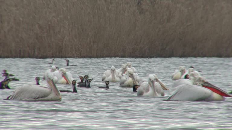 Flock of flying Dalmatian pelicans fishing in the lake