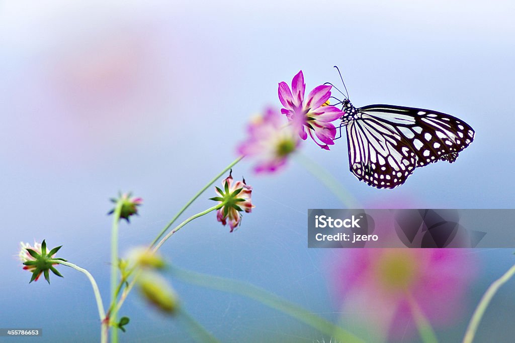 butterfly on flower Animal Stock Photo