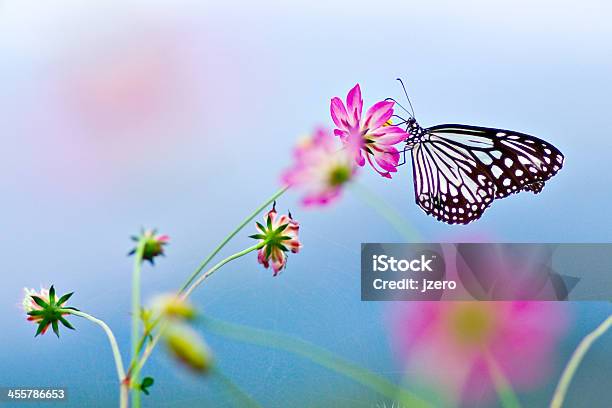 Butterfly On Flower Stock Photo - Download Image Now - Animal, Animal Migration, Backgrounds