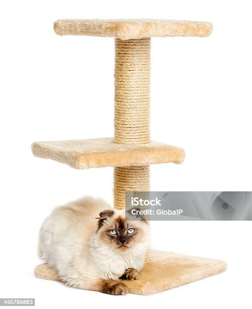 Highland Fold On A Cat Tree Facing The Camera Isolated Stock Photo - Download Image Now